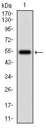 Figure 1: Western blot analysis using APC mAb against human APC (AA: 2644-2843) recombinant protein. (Expected MW is 47.4 kDa)