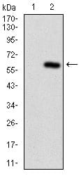 Figure 2: Western blot analysis using APC mAb against HEK293 (1) and APC (AA: 2644-2843)-hIgGFc transfected HEK293 (2) cell lysate.