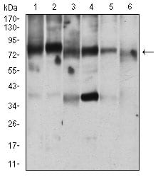 Figure 3: Western blot analysis using RANBP9 mouse mAb against Jurkat (1), MOLT4 (2), HEK293 (3), A431 (4), A549 (5), NIH/3T3 (6) cell lysate.