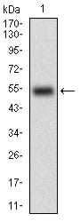 Figure 1: Western blot analysis using RANBP9 mAb against human RANBP9 (AA: 453-680) recombinant protein. (Expected MW is 50.9 kDa)