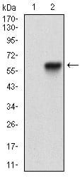 Figure 2: Western blot analysis using RANBP9 mAb against HEK293 (1) and RANBP9 (AA: 453-680)-hIgGFc transfected HEK293 (2) cell lysate.