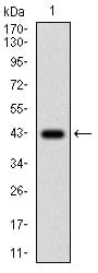 Figure 1: Western blot analysis using MEN1 mAb against human MEN1 (AA: 392-554) recombinant protein. (Expected MW is 43.3 kDa)