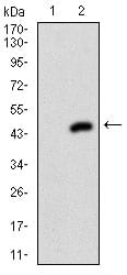 Figure 2: Western blot analysis using MEN1 mAb against HEK293 (1) and MEN1 (AA: 392-554)-hIgGFc transfected HEK293 (2) cell lysate.