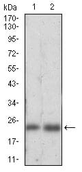 Figure 3: Western blot analysis using FTL mouse mAb against HepG2 (1), K562 (2) cell lysate.