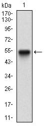 Figure 1: Western blot analysis using PPARGC1B mAb against human PPARGC1B (AA: 195-414) recombinant protein. (Expected MW is 50.3 kDa)