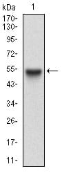 Figure 1: Western blot analysis using RAB27A mAb against human RAB27A (AA: FULL(1-221)) recombinant protein. (Expected MW is 50.8 kDa)