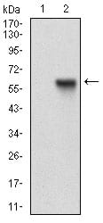 Figure 2: Western blot analysis using RAB27A mAb against HEK293 (1) and RAB27A (AA: FULL(1-221))-hIgGFc transfected HEK293 (2) cell lysate.