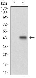 Figure 2: Western blot analysis using CCNE1 mAb against HEK293 (1) and CCNE1 (AA: 307-410)-hIgGFc transfected HEK293 (2) cell lysate.