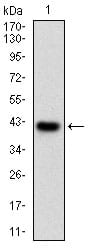 Figure 1: Western blot analysis using PRKACA mAb against human PRKACA (AA: 1-120) recombinant protein. (Expected MW is 39.7 kDa)