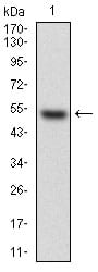 Figure 1: Western blot analysis using HPRT1 mAb against human HPRT1 (AA: FULL(1-218)) recombinant protein. (Expected MW is 50.5 kDa)