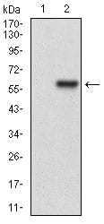 Figure 2: Western blot analysis using HPRT1 mAb against HEK293 (1) and HPRT1 (AA: FULL(1-218))-hIgGFc transfected HEK293 (2) cell lysate.