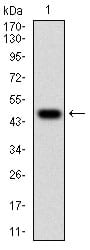 Figure 1: Western blot analysis using TUBE1 mAb against human TUBE1 (AA: 314-472) recombinant protein. (Expected MW is 44.3 kDa)