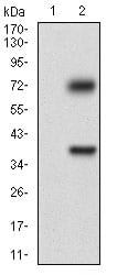 Figure 2: Western blot analysis using TUBE1 mAb against HEK293 (1) and TUBE1 (AA: 314-472)-hIgGFc transfected HEK293 (2) cell lysate.