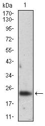 Figure 3: Western blot analysis using FTL mouse mAb against K562 cell lysate.