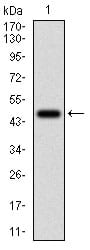 Figure 1: Western blot analysis using FTL mAb against human FTL (AA: FULL(1-157)) recombinant protein. (Expected MW is 45.5 kDa)