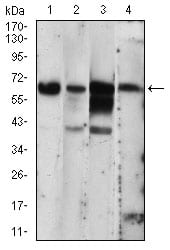 Figure 3: Western blot analysis using EIF2AK2 mouse mAb against A431 (1), THP-1 (2), MCF-7 (3), PC-12 (4) cell lysate.