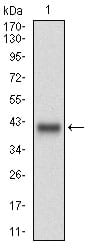 Figure 1: Western blot analysis using MLANA mAb against human MLANA (AA: 48-118) recombinant protein. (Expected MW is 33.9 kDa)