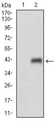 Figure 2: Western blot analysis using MLANA mAb against HEK293 (1) and MLANA (AA: 48-118)-hIgGFc transfected HEK293 (2) cell lysate.