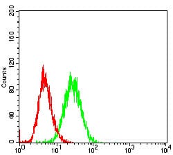 Figure 3: Flow cytometric analysis of Hela cells using CD36 mouse mAb (green) and negative control (red).