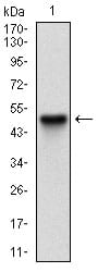 Figure 1: Western blot analysis using PER3 mAb against human PER3 (AA: 723-954) recombinant protein. (Expected MW is 50.7 kDa)