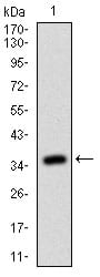 Figure 1: Western blot analysis using RHOF mAb against human RHOF (AA: 1-84) recombinant protein. (Expected MW is 34.9 kDa)