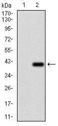 Figure 2: Western blot analysis using RHOF mAb against HEK293 (1) and RHOF (AA: 1-84)-hIgGFc transfected HEK293 (2) cell lysate.