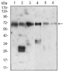 Figure 3: Western blot analysis using XRCC6 mouse mAb against Hela (1), PC-2 (2), A549 (3), A431 (4), HepG2 (5), K562 (6) cell lysate.