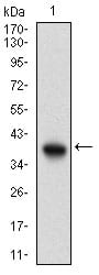 Figure 1: Western blot analysis using PIK3CG mAb against human PIK3CG (AA: 1-100) recombinant protein. (Expected MW is 37.5 kDa)