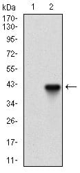 Figure 2: Western blot analysis using PIK3CG mAb against HEK293 (1) and PIK3CG (AA: 1-100)-hIgGFc transfected HEK293 (2) cell lysate.