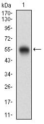 Figure 1: Western blot analysis using CD200 mAb against human CD200 (AA: Extra(56-257)) recombinant protein. (Expected MW is 48.4 kDa)