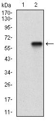 Figure 2: Western blot analysis using CD200 mAb against HEK293 (1) and CD200 (AA: Extra(56-257))-hIgGFc transfected HEK293 (2) cell lysate.