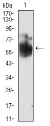 Figure 3: Western blot analysis using SHC1 mouse mAb against NIH/3T3 cell lysate.