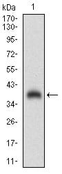 Figure 1: Western blot analysis using SHC1 mAb against human SHC1 (AA: 385-495) recombinant protein. (Expected MW is 37.3 kDa)