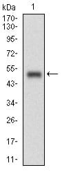 Figure 1: Western blot analysis using RANGAP1 mAb against human RANGAP1 (AA: 359-587) recombinant protein. (Expected MW is 51.4 kDa)