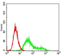 Figure 5: Flow cytometric analysis of Hela cells using CSNK2B mouse mAb (green) and negative control (red).