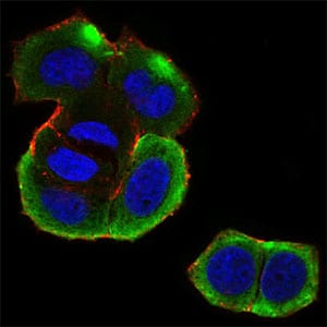 Figure 4: Immunofluorescence analysis of MCF-7 cells using CSNK2B mouse mAb (green). Blue: DRAQ5 fluorescent DNA dye. Red: Actin filaments have been labeled with Alexa Fluor-555 phalloidin. Secondary antibody from Fisher (Cat#: 35503)