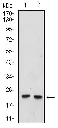 Figure 6:Western blot analysis using UBE2C mouse mAb against Hela (1), and Raji (2) cell lysate.