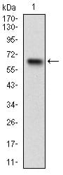 Figure 1: Western blot analysis using RPS6KA2 mAb against human RPS6KA2 (AA: 415-734) recombinant protein. (Expected MW is 62 kDa)