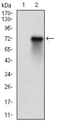 Figure 2: Western blot analysis using RPS6KA2 mAb against HEK293 (1) and RPS6KA2 (AA: 415-734)-hIgGFc transfected HEK293 (2) cell lysate.