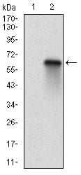 Figure 2: Western blot analysis using RBL2 mAb against HEK293 (1) and RBL2 (AA: 939-1139)-hIgGFc transfected HEK293 (2) cell lysate.