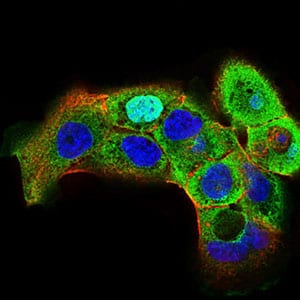 Figure 3: Immunofluorescence analysis of A431 cells using HSF1 mouse mAb (green). Blue: DRAQ5 fluorescent DNA dye. Red: Actin filaments have been labeled with Alexa Fluor-555 phalloidin. Secondary antibody from Fisher (Cat#: 35503)