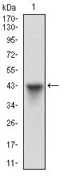 Figure 1: Western blot analysis using HSF1 mAb against human HSF1 (AA: 256-359) recombinant protein. (Expected MW is 36.5 kDa)