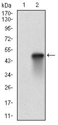 Figure 2: Western blot analysis using HSF1 mAb against HEK293 (1) and HSF1 (AA: 256-359)-hIgGFc transfected HEK293 (2) cell lysate.