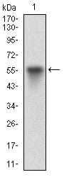 Figure 1: Western blot analysis using VTN mAb against human VTN (AA: 20-199) recombinant protein. (Expected MW is 45.9 kDa)