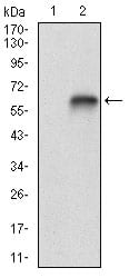 Figure 2: Western blot analysis using VTN mAb against HEK293 (1) and VTN (AA: 20-199)-hIgGFc transfected HEK293 (2) cell lysate.