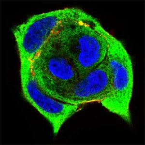 Figure 4: Immunofluorescence analysis of MCF-7 cells using XRCC6 mouse mAb (green). Blue: DRAQ5 fluorescent DNA dye. Red: Actin filaments have been labeled with Alexa Fluor-555 phalloidin. Secondary antibody from Fisher (Cat#: 35503)