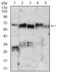 Figure 3: Western blot analysis using XRCC6 mouse mAb against PC-2 (1), A549 (2), A431 (3), HepG2 (4), K562 (5) cell lysate.