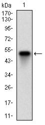Figure 1: Western blot analysis using XRCC6 mAb against human XRCC6 (AA: 6-214) recombinant protein. (Expected MW is 49.7 kDa)