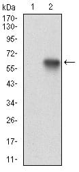 Figure 2: Western blot analysis using XRCC6 mAb against HEK293 (1) and XRCC6 (AA: 6-214)-hIgGFc transfected HEK293 (2) cell lysate.