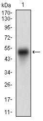 Figure 1: Western blot analysis using PTPN1 mAb against human PTPN1 (AA: 40-246) recombinant protein. (Expected MW is 50 kDa)